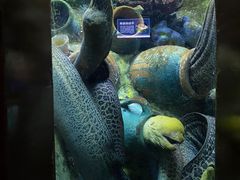 -太平洋海底世界