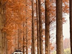 -黄海国家森林公园