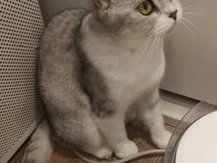 -more than meow吴止猫主题餐厅(承德 中船汇店)