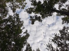 -森林小栈TreeStation露营基地