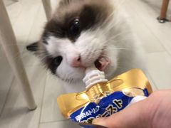 -喵的天空名猫咖啡馆·撸猫·猫舍·用品