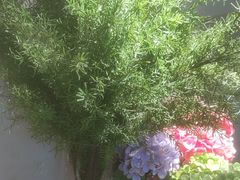 -花城粤菜餐厅(高新区店)