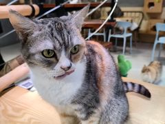 -豆逗聊愈猫阁Easy Life