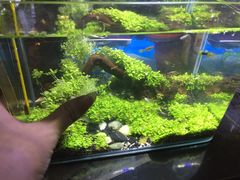-武汉花鸟市场
