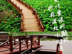 -荷塘月色湿地公园·向阳花洲