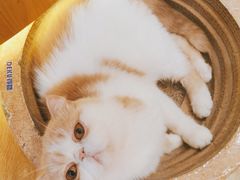 -滚猫咖啡·猫咖·猫友好撸猫(未来城店)