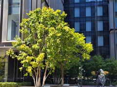 -星巴克(北京小米科技园1店)