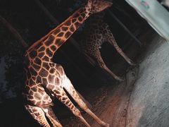 -清迈夜间动物园