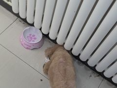 -全心全意连锁动物医院·微创中心·内科急重症·心脏专科(丰管路店)
