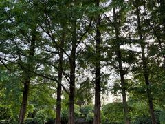 -铁山坪森林公园