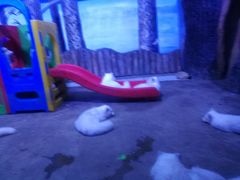 -芜湖新华联大白鲸海洋公园