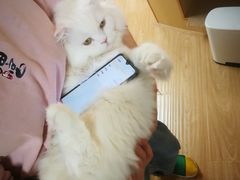 -猫和宫(六道口店)