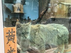 -青藏高原野生动物园