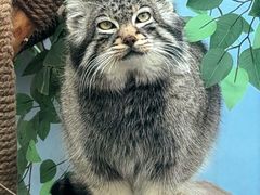 -青藏高原野生动物园