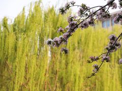 -海棠花溪(元大都城垣遗址公园)