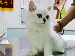 -特一安24小时宠物医院·骨科·中兽医