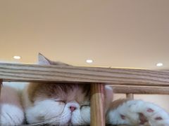 -滚猫咖啡·猫咖·猫友好撸猫(未来城店)