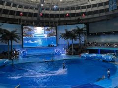 -海合安成都极地海洋公园