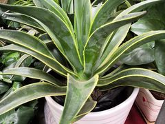 -秦美花卉(天朗·莱茵小城2期店)