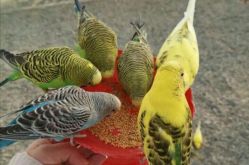 -萌宠亲子动物乐园(槐房万达店)