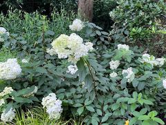 -上海滨江森林公园