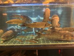-衢农会·衢州菜·宴请(国际机场店)