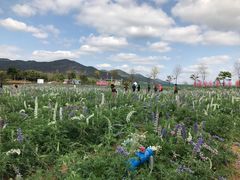 -天适樱花悠乐园