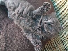 -喵zoo家庭繁育猫舍(尖东智能花园店)
