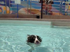 -帕帕拉兹宠物(亚洲旗舰店)