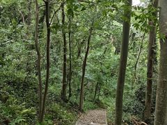 -上海佘山国家森林公园天马山园