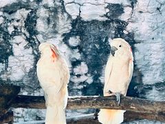 -清迈夜间动物园