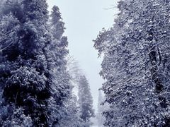 -龙苍沟森林公园