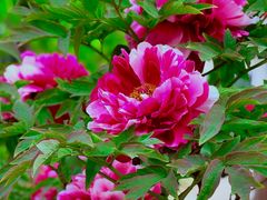 -国家植物园南园