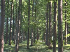 -黄海国家森林公园