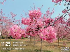 -天适樱花悠乐园