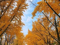-三里屯东五街银杏大道