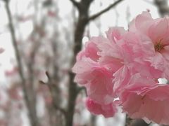 -天适樱花悠乐园