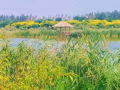 -西青郊野公园