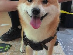 -宠物家(双井店)