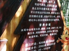-汤旺河林海奇石景区