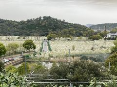 -树山生态村