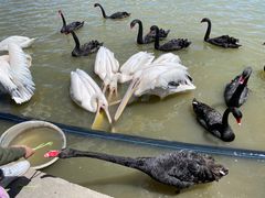 -新疆天山野生动物园