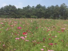 -大塘金香草谷