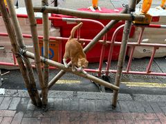 -富豪雪糕车流动点(尖沙咀店)