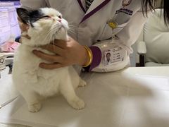 -宠爱国际动物医院· 猫科· 外科·中兽医(长白店)