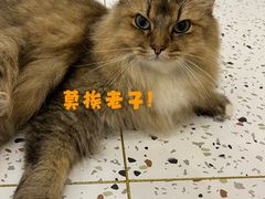 -猫域·湾主题猫咖·宠物吧(南坪城市广场店)