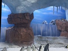 -海合安成都极地海洋公园