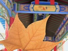 -金城公园