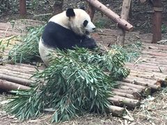 -成都大熊猫繁育研究基地