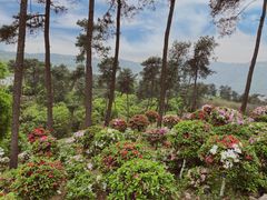 -南山植物园